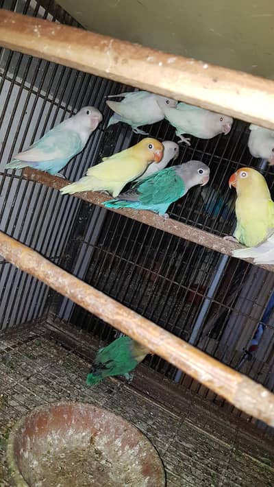 mix colour lovebirds