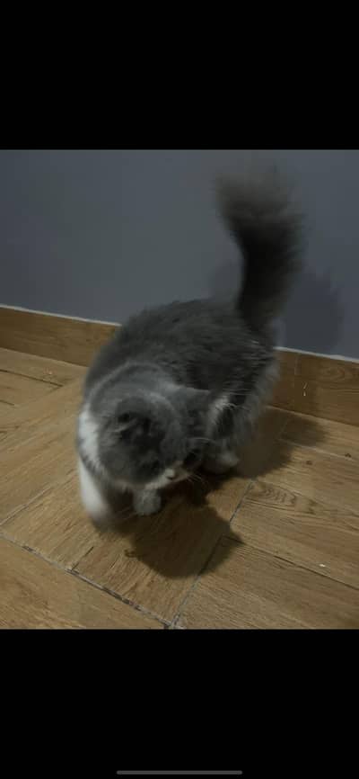 Persian triple coat Punch Face Cat