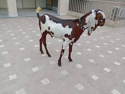 Nagra bakra for sale