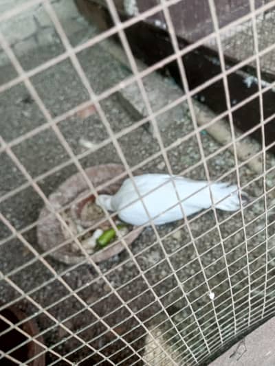 White khumray for sale. Breeder pair
