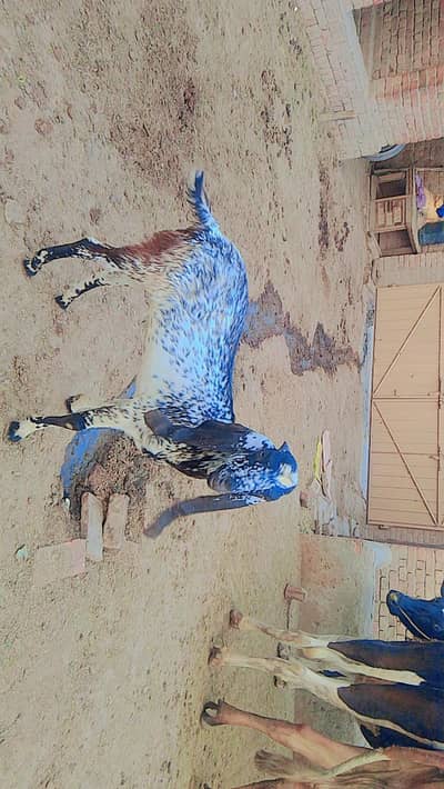 bakra