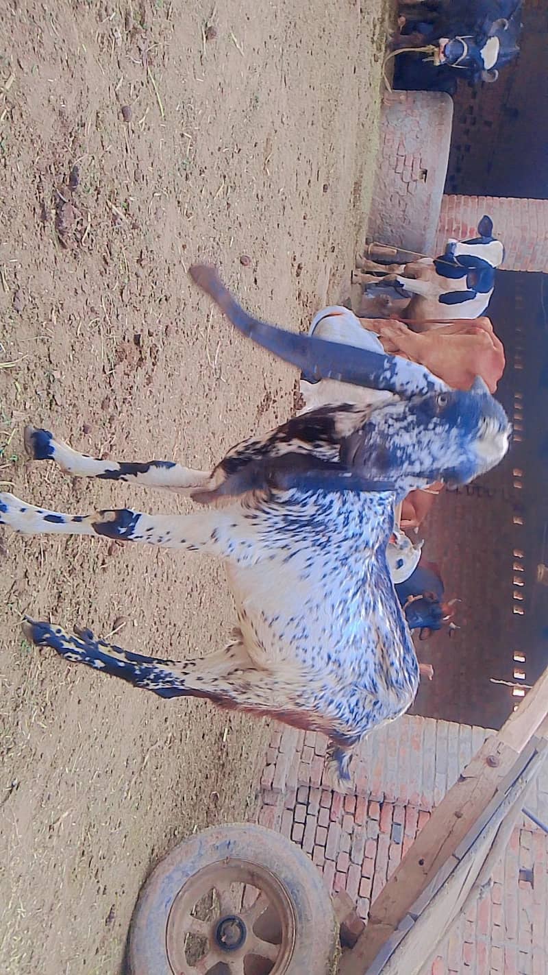 bakra 1