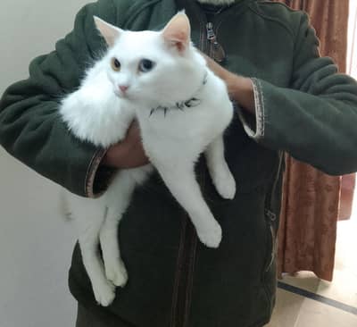 cats for sale