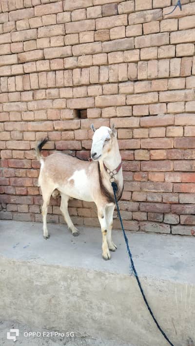 barbar Qurbani k liye for sale MashAllah full hallty gar ka pala hwa