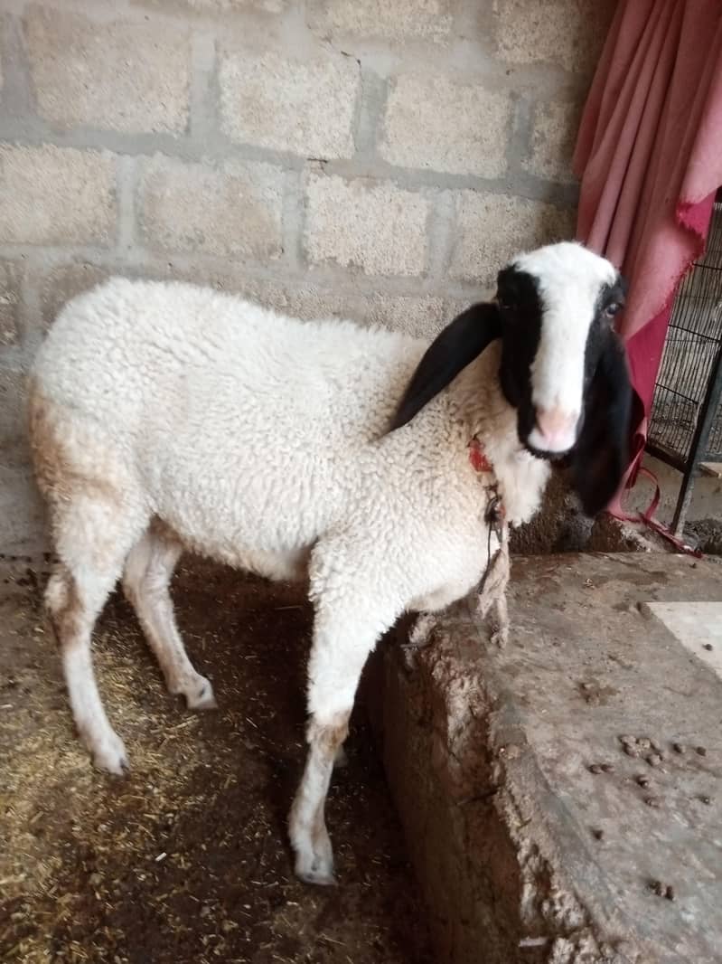 dombi 2