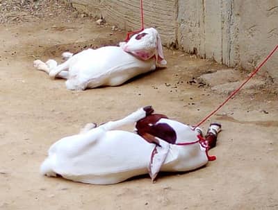 fresh 2 dant ablak for sale ghr ki Pali hui