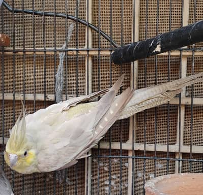 pastel face cocktail breeder female for sale