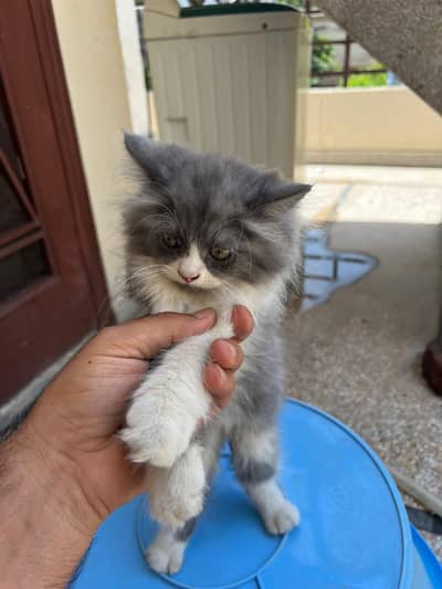 Persian kitten