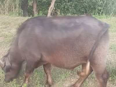 Catta for sell