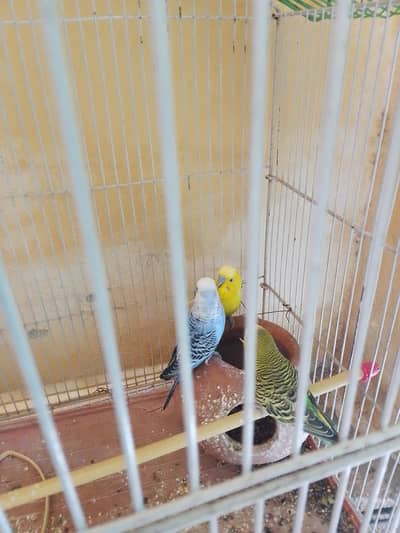 3 male parotes
