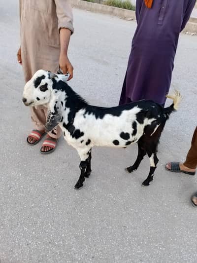bilkul ok ha moky b dykh skty ha