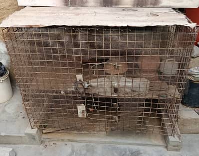 Cage / Pinjra for sale