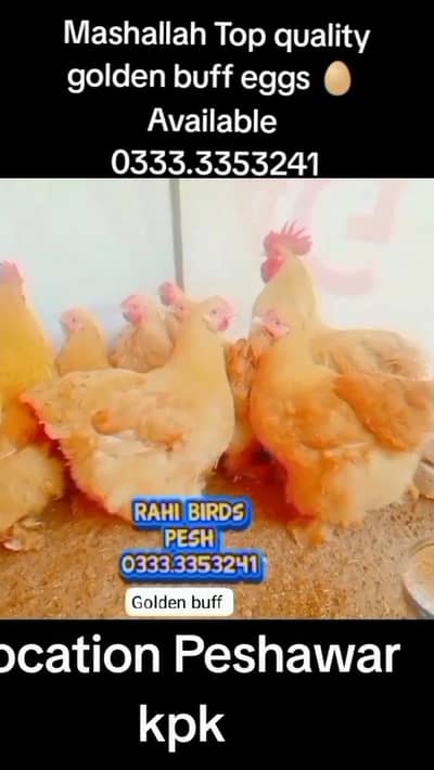 Mashallah Top quality golden havey buff Cochin fresh and fortaile eggs