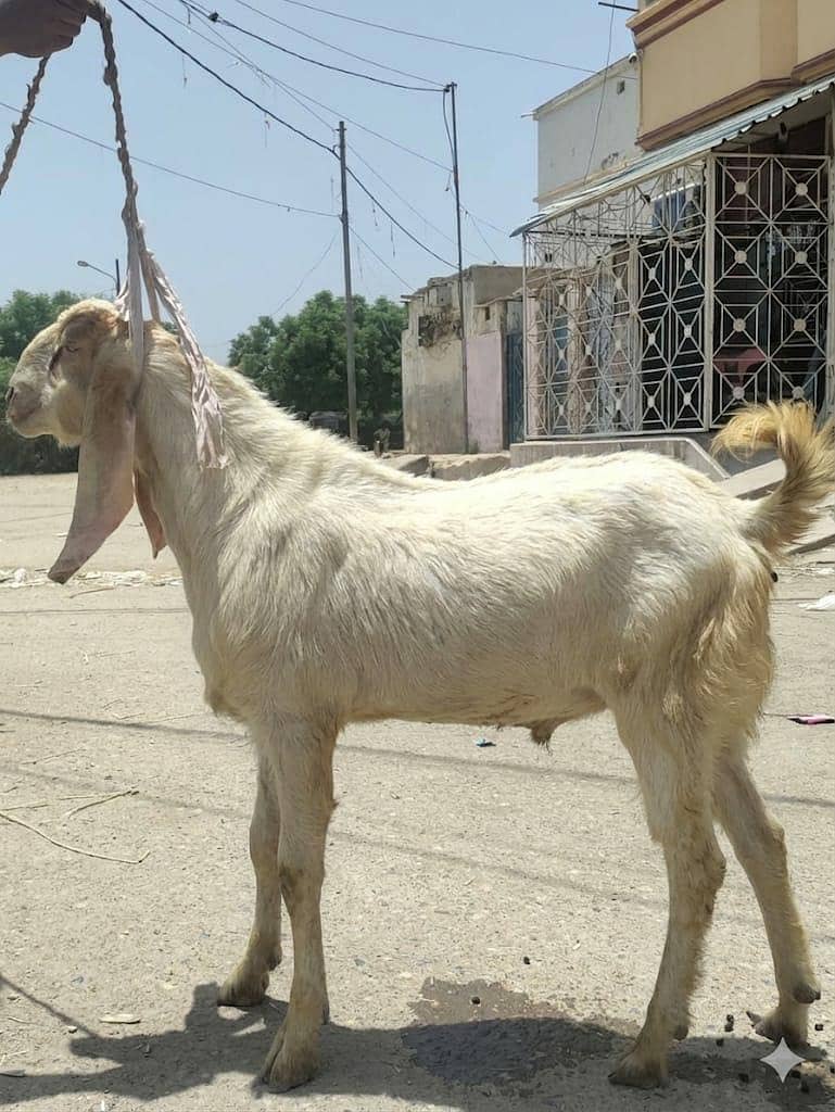 Goats 0