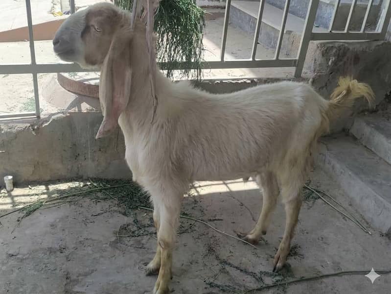 Goats 1