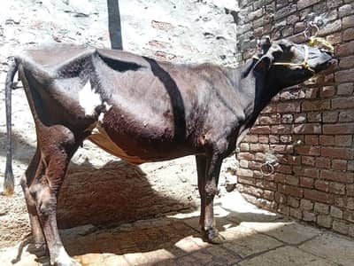 cow for qurbani