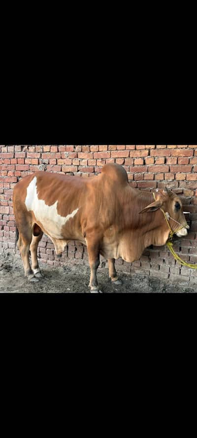Mashallah ghar ka pala wacha/cow/bull/Sahiwal wacha/bakra