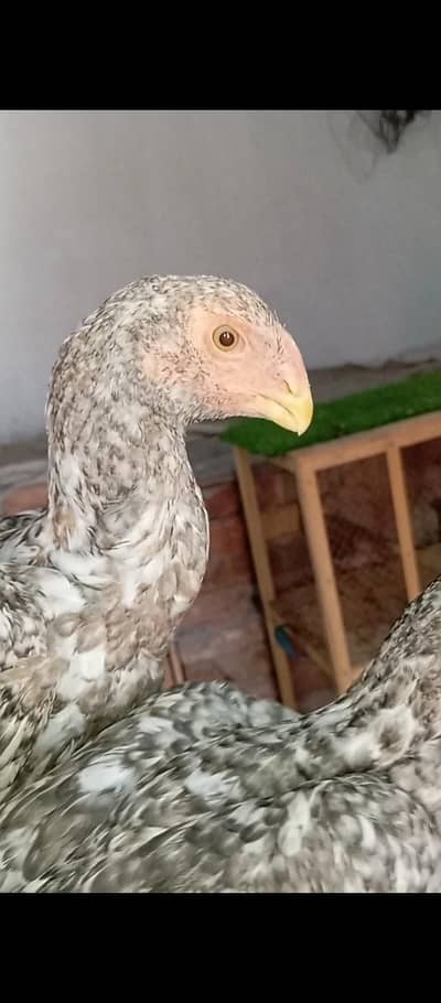 top quality coco pair parrot face
