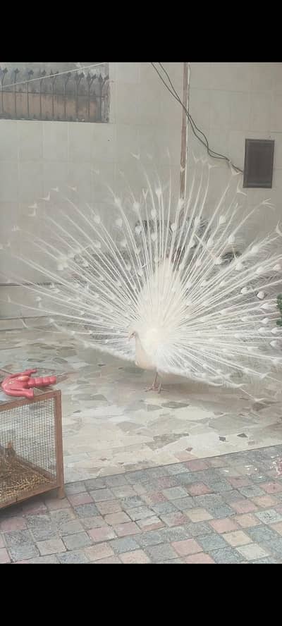 1 black shoulder female + 1 blue shoulder female + Albino white male