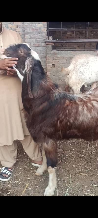 heavy qurbani goat for sale