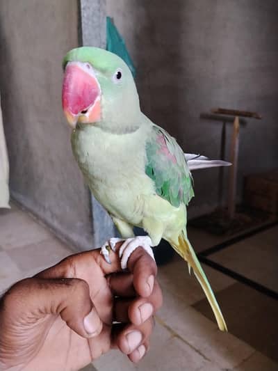 Kashmiri pahaari