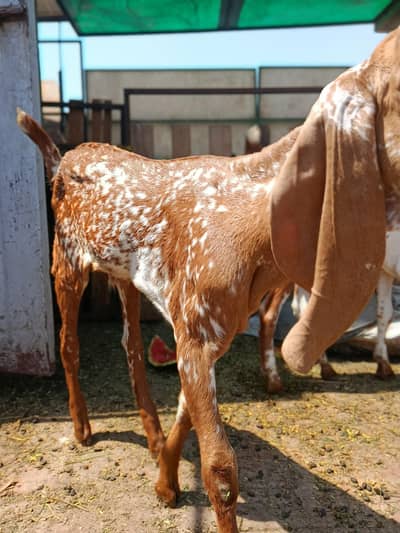 MAKHI CHINI MALE  FOR SALE