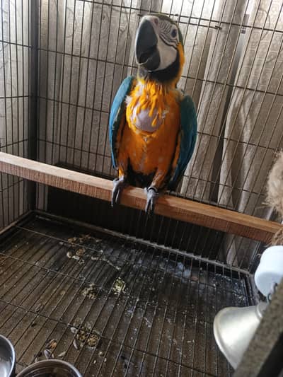 blue and gold macaw chick