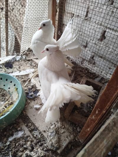 lakka confirm breeder pair available