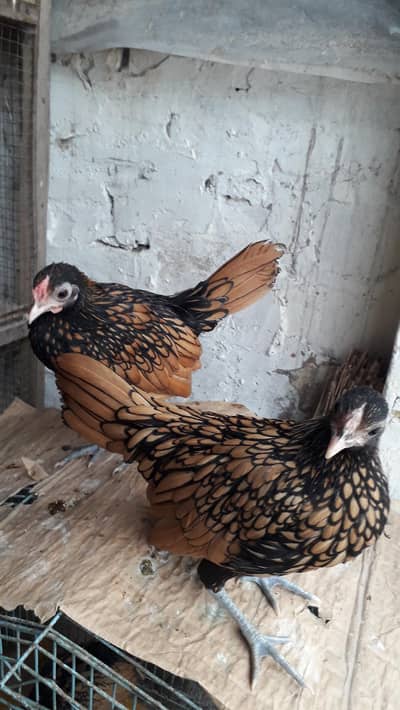 Golden sebright pair and chicks