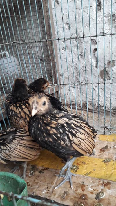 Golden sebright chicks