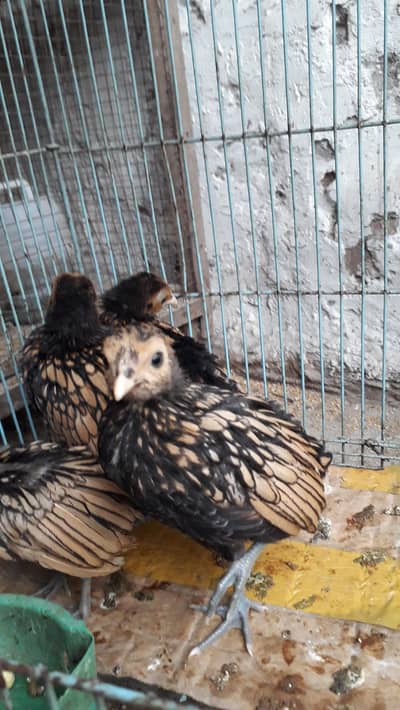 Golden sebright  chicks