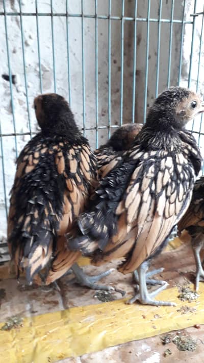 Golden sebright chicks