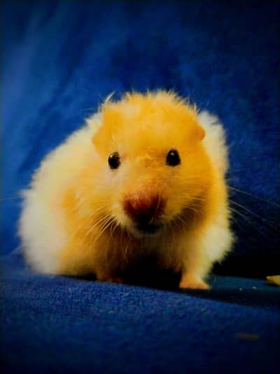 Double coat hamster For Sale  