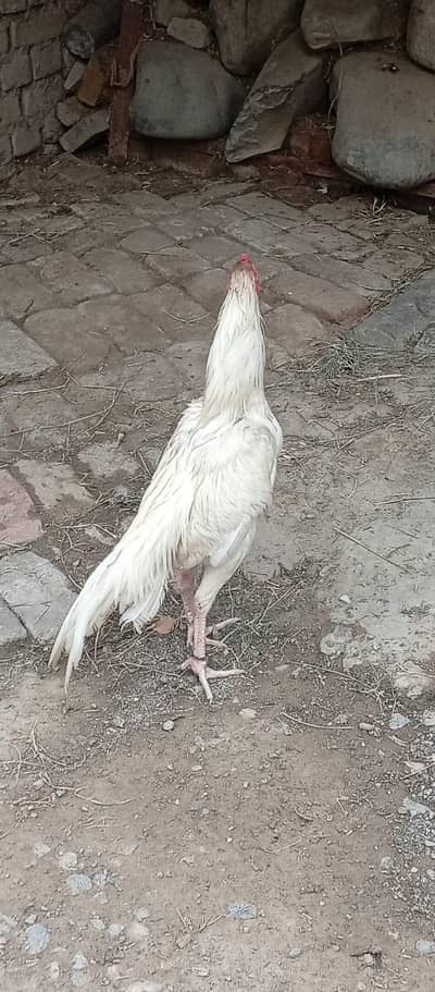 urgent sell Jo Bhai interested ha rabta karay