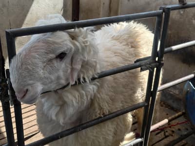 Beautiful Mundra Chatra for sale