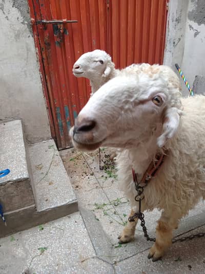 Sheep (Chatry) For sale