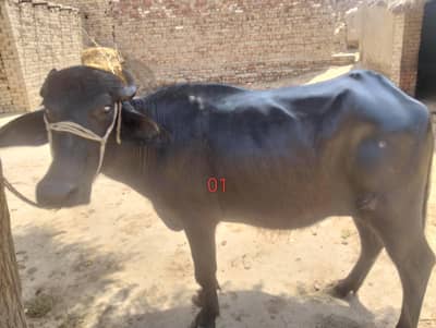animal buffalo