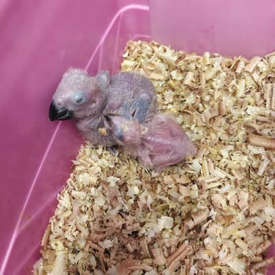 Congo African grey chicks