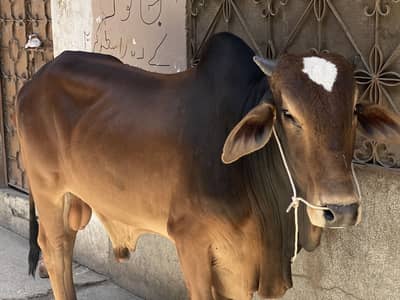 Gulshan Ravi pind k he 031155/14143 whats app