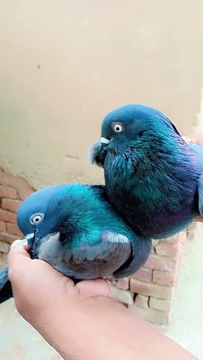 Shahjahanpuri
