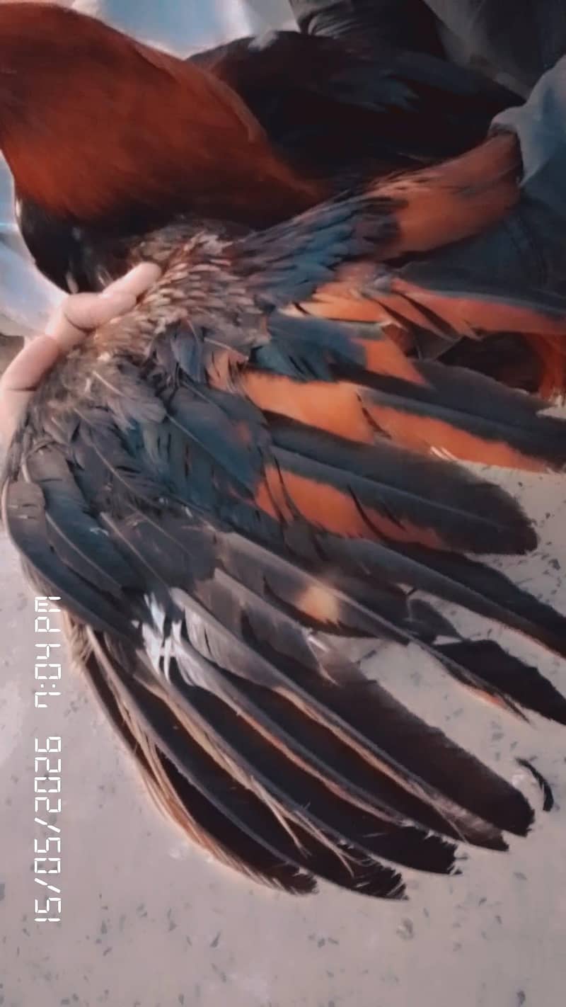 palwan 1