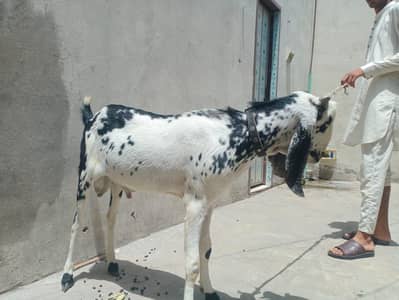 15 Month Doghla Bakra For Sale in Faisalabad | Qurbani Bakra