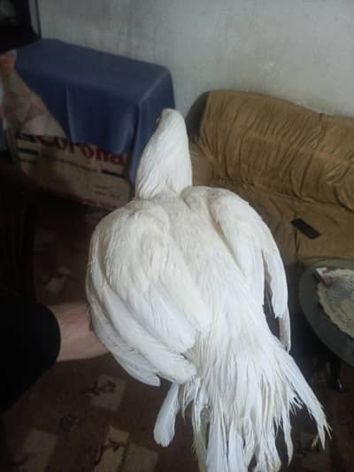 WHITE ASEEL FOR SALE