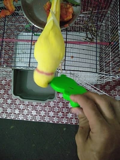 Yellow ringneck male