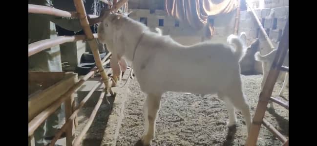 For sale gulabi breeder + qurbani 2026