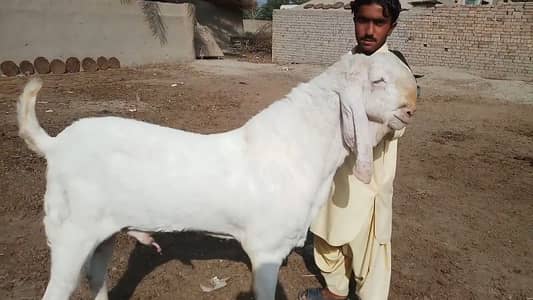 Qurbani ke liye Bakra for sale 2 Dant Bakra _03246711890
