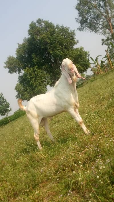 Breedar Bakra for sale