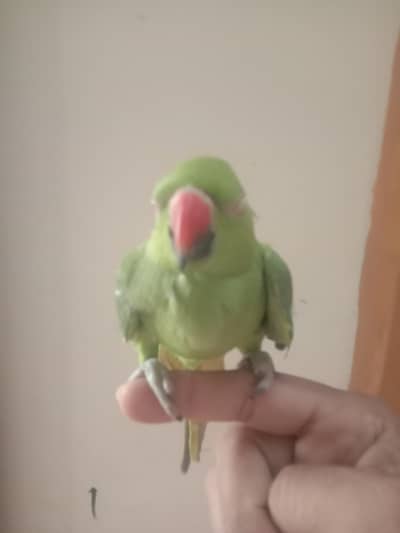 Katha/ringneck parrot