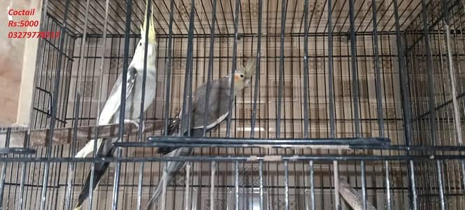Parrot For sale on Discount Price