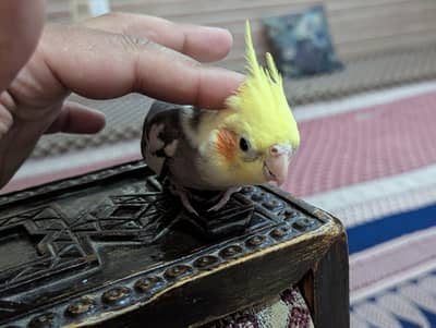 hand tamed cockatiel
